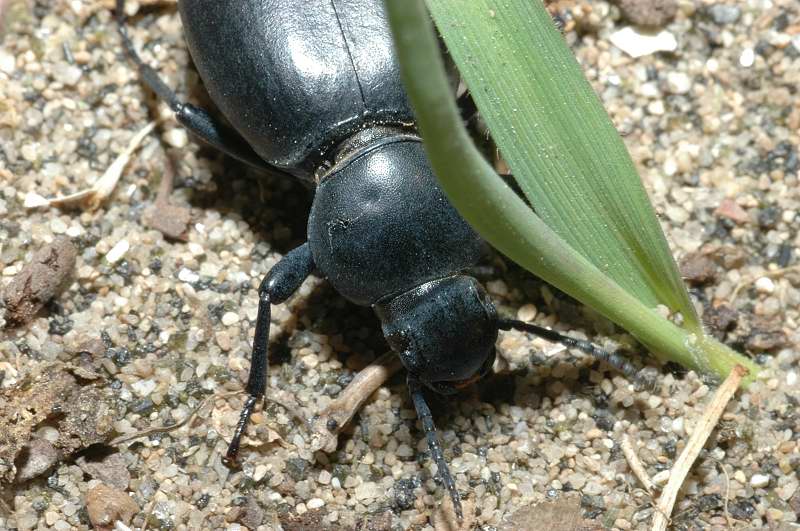 Tenebrionidae: Pimelia bipunctata,  Tentyria grossa e (Melolonthidae) Paratriodonta romana